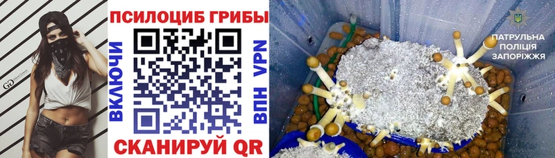 Псилоцибиновые грибы GOLDEN TEACHER  Вичуга 